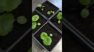 #пеларгония  из семян #БИОТЕХНИКА #герань мефисто скарлет #pelargonium #парень_из_сада