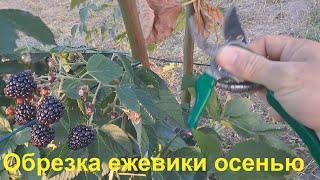 Обрезка ежевики осенью.