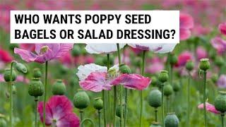 Quick and Easy Way to Harvest Poppy Seeds