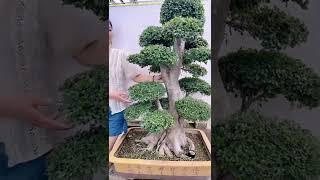 小哥盆景园 的精彩视频 #盆栽 #盆景 #Bonsai