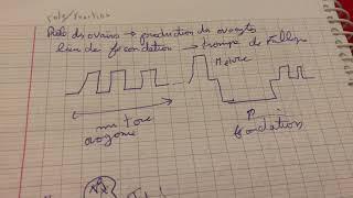 Notes oogenesis 1