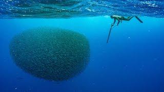 24H Spearfishing Mission! Bait balls with Big Eye Tuna, CRAZY Shearwaters and Dolphins!