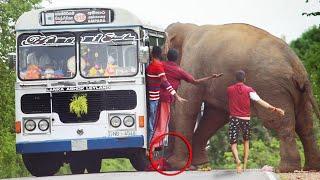 The fierce elephant attacks  | भयंकर हाथी हमला करता है | การโจมตีช้างอย่างรุนแรง