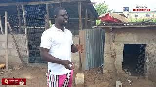 How to make Millions of Dollar$ in Guinea Fowl rearing (GHANA)