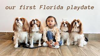 MEETING CAVALIERS IN TAMPA! First Cavalier King Charles playdate in Florida at a dog friendly café