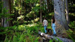 DREAM CABIN in MAGICAL FOREST | NEW BUSHCRAFT PROJECT at KOMOREBI