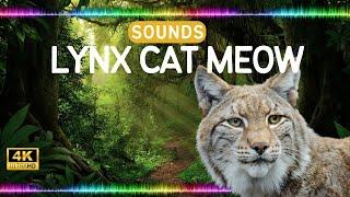 Lynx cat meow Sound Effects High Quality Animal Sounds Library