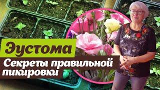 Пикировка эустомы. Способ опытного цветовода