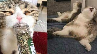 Drugs to cats-Catnip Gets Cats High