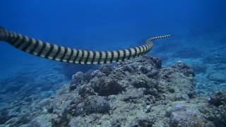 #170125 #Okinawa #Discover SCUBA Diving #Sunabe no.1 #Sea Snake