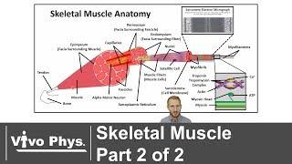 Skeletal Muscle Part 2 of 2 - Anatomy and Muscle Contraction Mechanisms