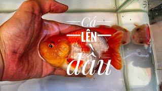 Fish 159: Có phải tất cả cá đều lên đầu?