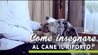 TUTORIAL BAU BOYS - Insegnare al cane il riporto