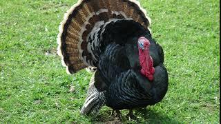 turkey sound effect-no copyright