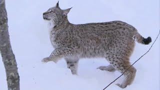 Lynx Jumps 2 Metres Straight Up! | Deadly 60 | Series 2 | BBC Earth