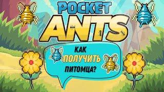 Pocket Ants l Лайфхак | Как получить питомца?