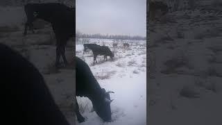 Подготовка Коровки к Зимним Олимпийским Играм В ПЕКИНЕ 2022  СНЕЖНАЯ ТРАССА ЭКСТРИМАЛЬНАЯ ЕЗДА