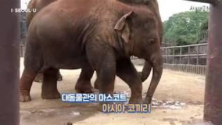 [서울대공원TV] 서울대공원 동물 친구들의 특별한 여름나기!(Seoul Grand Park Animal Friends' Special Summer)