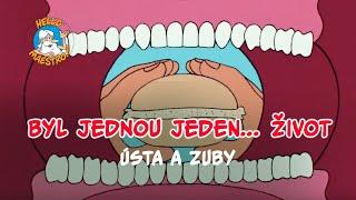 Byl jednou jeden... život  Ústa a zuby 