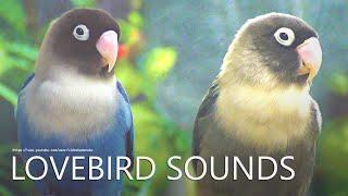 Lovebird Chirping Sounds - Black & Blue - Black Masked Lovebird