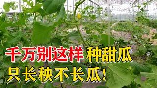 甜瓜不能这样种，只长秧不坐瓜，问题出在哪了？【付老师种植技术团队】