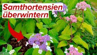 Samthortensie / Fellhortensie - Welchen Schutz brauchen sie im Winter?