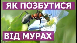 Як позбутися мурах! МУРАХИ  ВІДРАЗУ ПІДУТЬ НАЗАВЖДИ! ШВИДКИЙ СПОСІБ ЯК ПОЗБУТИСЯ ВІД МУРАХ