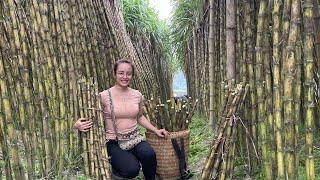 Harvest sugarcane gardens, millions of sugarcane plants to go to the market to sell