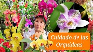 CUIDADOS BASICOS DE LAS ORQUIDEAS - como Mantener Lindas Las Orquideas En Casa ABONO Y FUNGICIDA