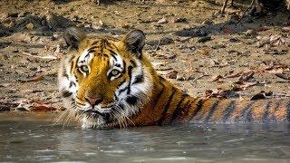 BBC Big Cats - Behind the scenes of Swamp tiger in Sunderbans