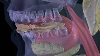 chewing pizza Mastication digestion 3d animation company medical san antonio 3d visualization health