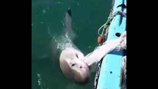 Un grand Requin blanc ne veux pas lâcher un filet !