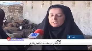 کارآفرینی محققان زنجانی با اصلاح نژاد گوسفند افشاری takideh.ir