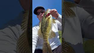 Crazy Hick Peach Bug Smallmouth #shorts #smallmouthbass #nedrig #youtubeshorts #bassfishing #fishing