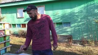Контрольный улей спустя месяц 12.10.2018