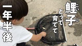 用水路でとった鯉の子、1年半でこんなに巨大に