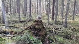 Лес с указателями... Экотропа Андреевская в Мелегежской горке.  Тихвинский район.