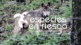 Especies en Riesgo: Fondo de Aseguramiento Ganadero