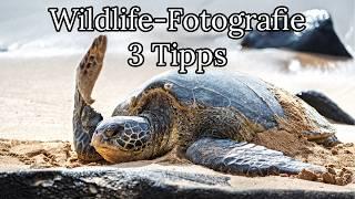 3 Tipps für die Wildlife-Fotografie die ihr noch nicht gehört habt