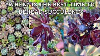 WHEN is the best time to behead succulents