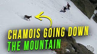 2 Chamois Went Down the Mountain Back to Back