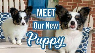 Bringing Home Our 9 Week Old Papillon Puppy! // Percy the Papillon Dog