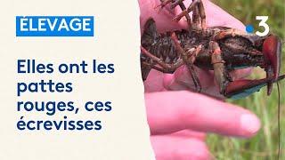 élevage d'écrevisses à pattes rouges dans les Vosges, les Voivres