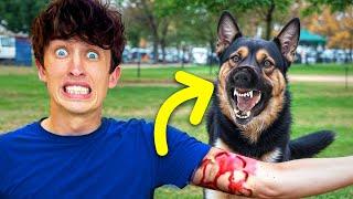 I got attacked by a dog!