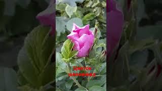  Цветок  шиповника.