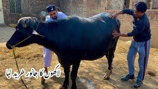 ایک اور جانور خرید لیا Alhumdullillah new buffalo khreed li  l