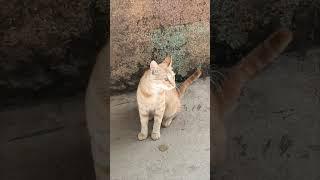 Poor Hungry Stray Cat Waiting for Human Help 