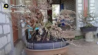 fore sale bonsai legundi juara