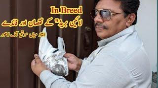 Line Breed, In Breed k Nuqsan aur Faida, Ustad Mian Moshi Sab ki Breeding tips