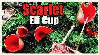 Scarlet Elf Cup (Sarcoscypha coccinea)